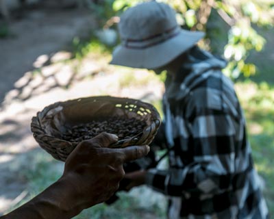 Experience of organic coffee, extraction process