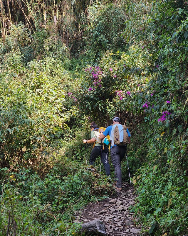 Group hiking through the rainforest on Choquequirao Trek.